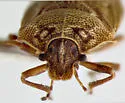 Amaurochrous brevitylus - photo 4