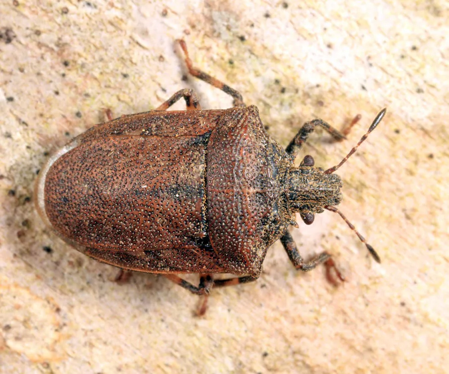 Amaurochrous cinctipes - photo 2
