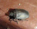 Amaurochrous dubius