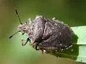 Amaurochrous dubius - photo 2