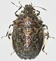 Amaurochrous ovalis