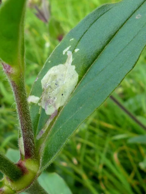 Amauromyza flavifrons