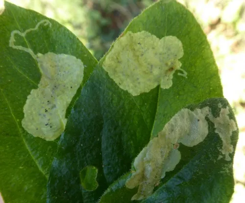 Amauromyza flavifrons - photo 3