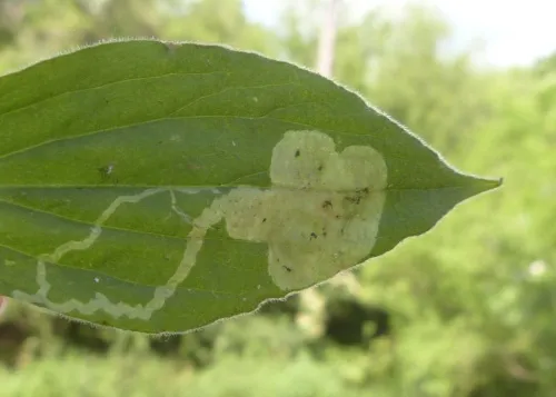 Amauromyza flavifrons - photo 4