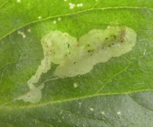 Amauromyza flavifrons - photo 5