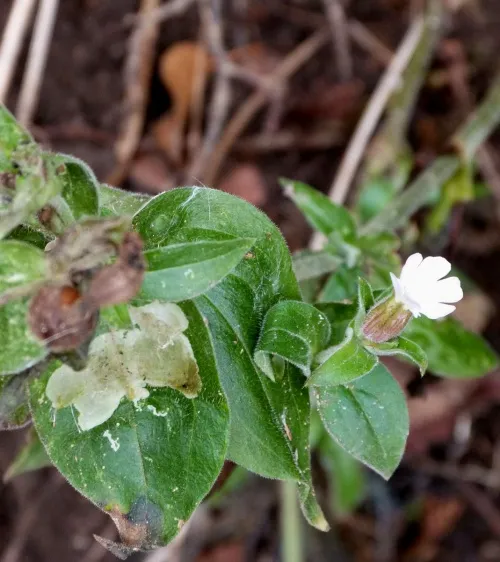 Amauromyza flavifrons - photo 7