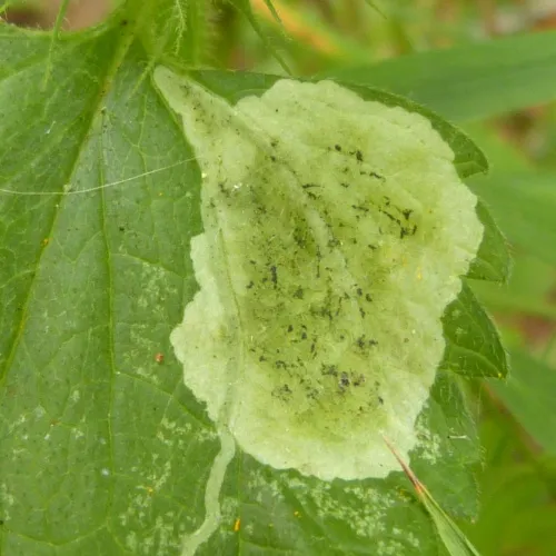 Amauromyza (Cephalomyza) labiatarum