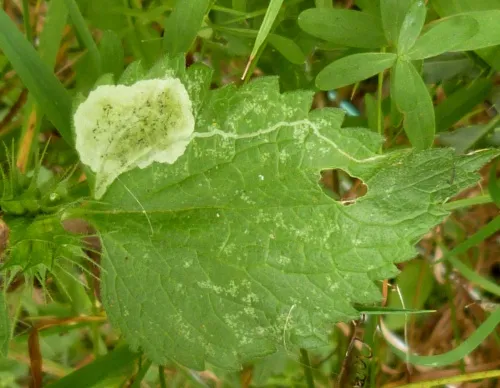 Amauromyza (Cephalomyza) labiatarum - photo 2