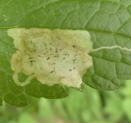Amauromyza (Cephalomyza) labiatarum - photo 3