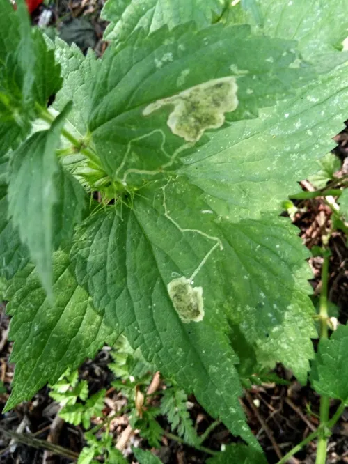 Amauromyza (Cephalomyza) labiatarum - photo 4