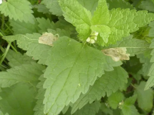 Amauromyza (Cephalomyza) labiatarum - photo 5