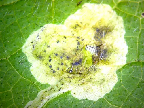 Amauromyza morionella