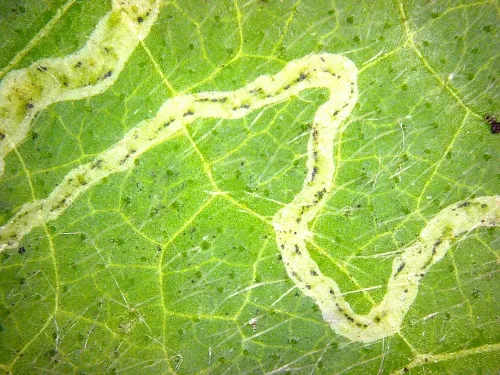 Amauromyza morionella - photo 2