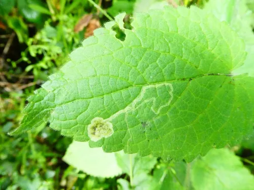 Amauromyza morionella - photo 3