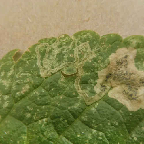 Amauromyza morionella - photo 4