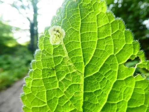 Amauromyza morionella - photo 6