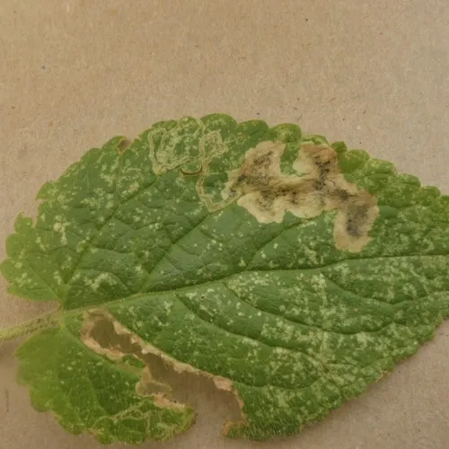 Amauromyza morionella - photo 7