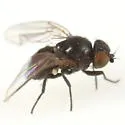 Amauromyza shepherdiae