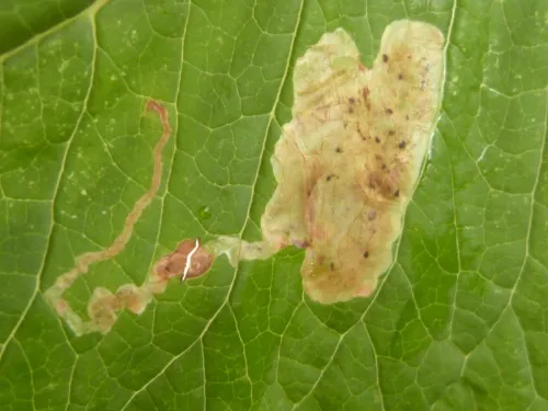 Amauromyza (Cephalomyza) verbasci - Amauromyza verbasci