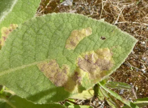 Amauromyza (Cephalomyza) verbasci - photo 2
