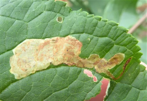 Amauromyza (Cephalomyza) verbasci - photo 3