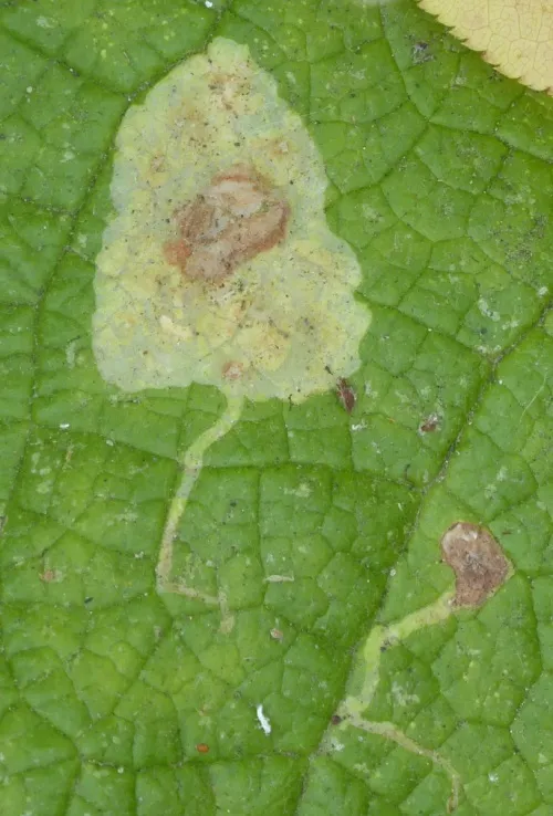 Amauromyza (Cephalomyza) verbasci - photo 4