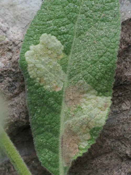 Amauromyza (Cephalomyza) verbasci - photo 5