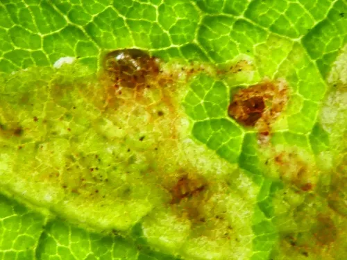 Amauromyza (Cephalomyza) verbasci - photo 6