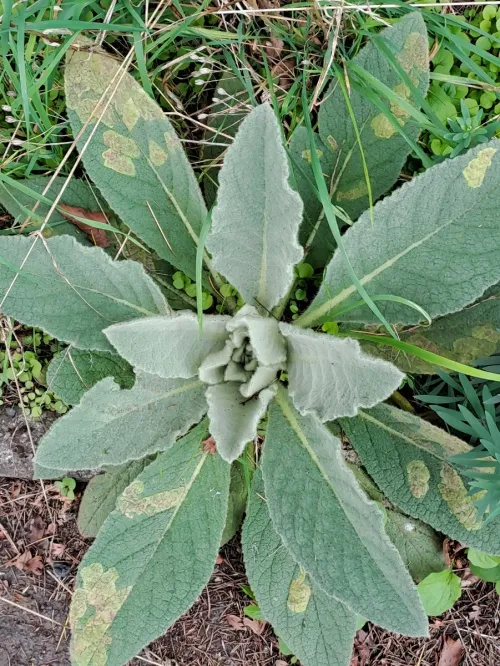 Amauromyza (Cephalomyza) verbasci - photo 7
