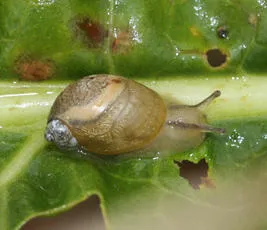 Amber Snail