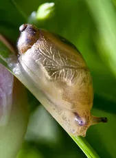 Amber Snail - photo 2