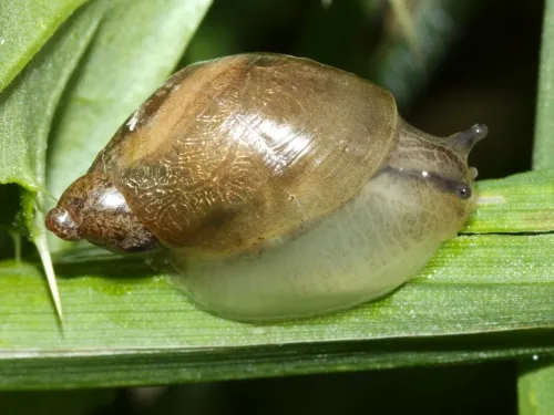 Amber Snail - photo 3