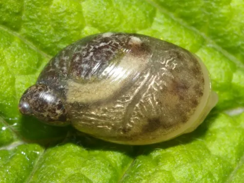 Amber Snail - photo 4