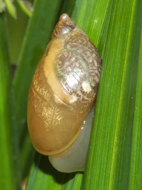 Amber Snail - photo 5