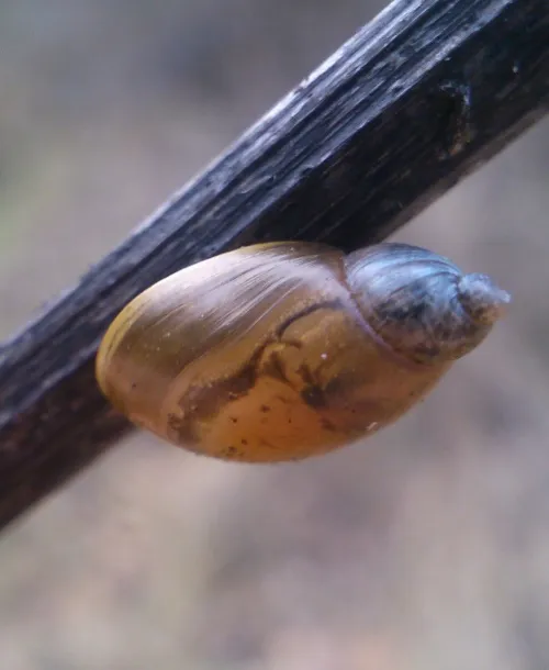 Amber Snail - photo 6