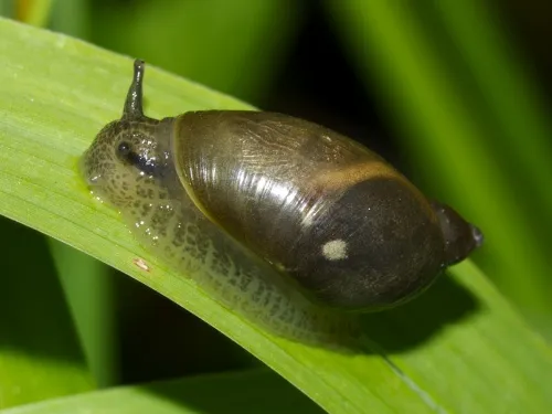 Amber Snail - photo 7