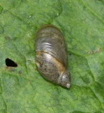 Amber Snail - photo 8