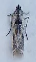 Ambesa lallatalis - Hodges#5761