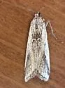 Ambesa lallatalis - Hodges#5761 - photo 4