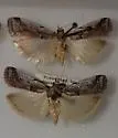 Ambesa mirabella - Hodges#5760.1