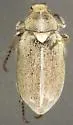 Amblonoxia fieldi