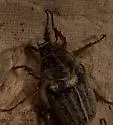 Amblonoxia harfordi - photo 3