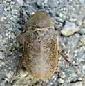 Amblonoxia palpalis