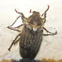 Amblonoxia palpalis - photo 2