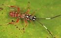Ambloplisus ornatus - photo 2