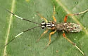 Ambloplisus ornatus - photo 4