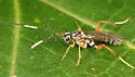 Ambloplisus ornatus - photo 5