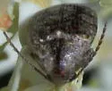 Amblycerus robiniae - photo 2