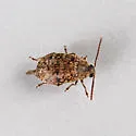 Amblycerus robiniae - photo 3