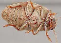 Amblycerus robiniae - photo 4